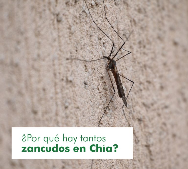 Mosquitos en Chia 2