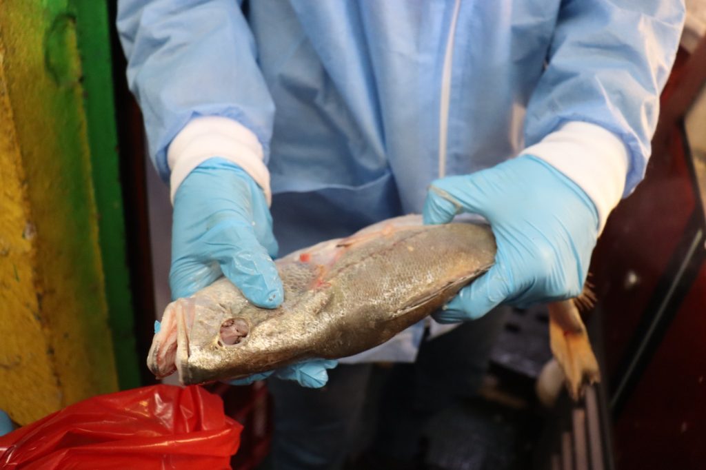Clausuran Comercio de Venta de Pescado en Chía, tras Operativo de Control