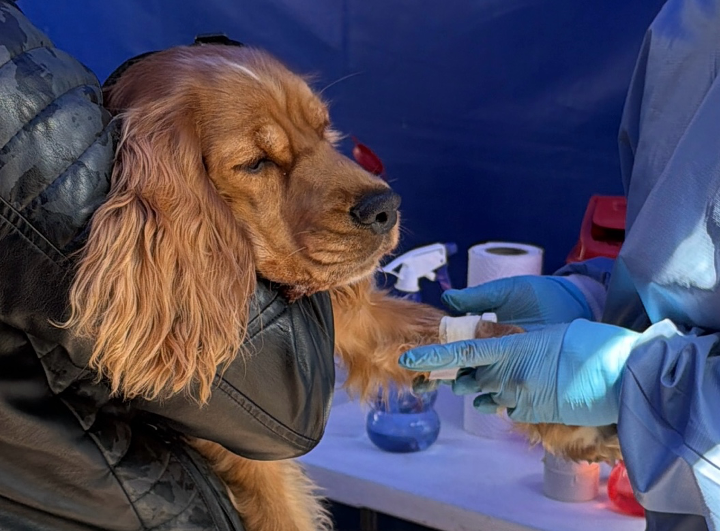 150 animales antendidos en la primera jornada gratuita de esterilización canina y felina