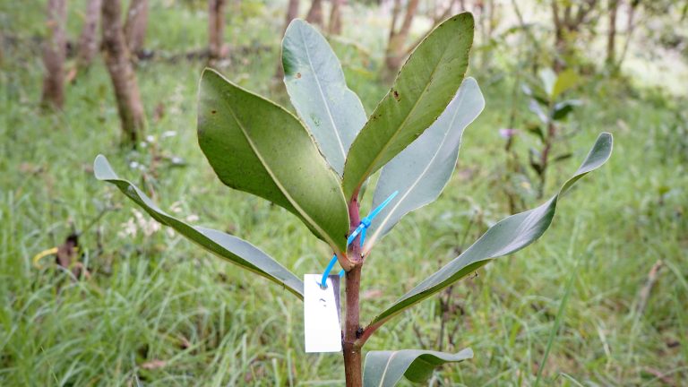 Nuevo sistema de seguimiento a especies nativas de flora en predios de interés ambiental de Chía